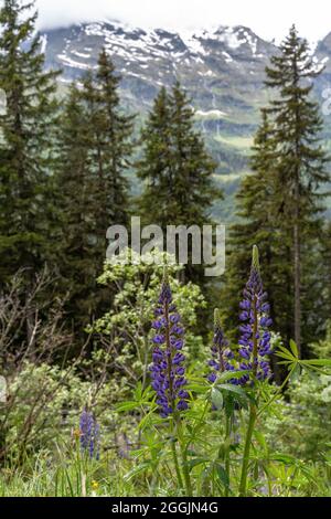 Europa, Österreich, Tirol, Ötztal Alpen, Pitztal, St. Leonhard im Pitztal, vielblättrige Lupine vor der Kulisse des Kaunergrat Stockfoto