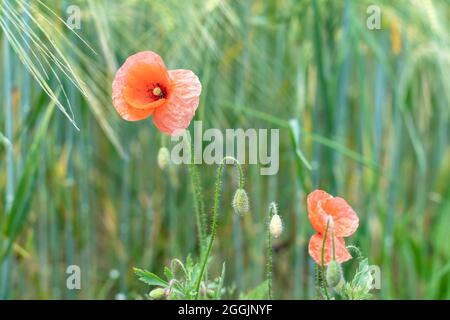 Europa, Deutschland, Baden-Württemberg, Schwäbisch-Fränkischer Wald, Ebni, mohnblume Stockfoto