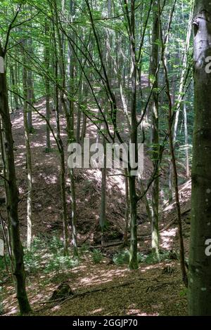 Europa, Deutschland, Baden-Württemberg, Schwäbisch-Fränkischer Wald, Spiegelberg, Blick in die Bachklinge der Bodenbachschlucht Stockfoto