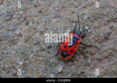 Feuerbug (Pyrrhocoris apterus), der auf Schmutz läuft. Stockfoto