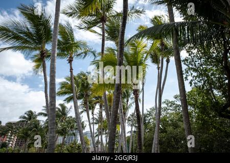 Palmen in Coconut Groove, Miami, Florida Stockfoto