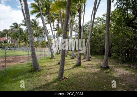 Palmen in Coconut Groove, Miami, Florida Stockfoto