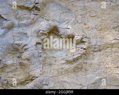 Dinosaurierspuren, Fußabdrücke von Dinosauriern, Bad Essen, Osnabrücker Land, Niedersachsen, Deutschland Stockfoto