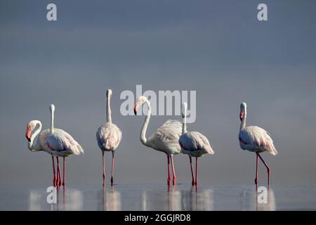 Wilde afrikanische Vögel. Eine Herde rosa afrikanischer Flamingos, die an einem sonnigen Tag vor dem Hintergrund eines strahlenden Himmels um die blaue Lagune spazieren. Stockfoto