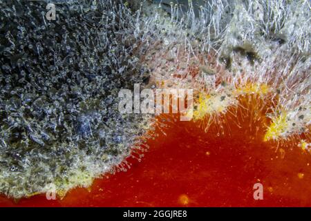 Schimmelpilze mit Wassertropfen auf einer verfaulenden Tomate. Stockfoto