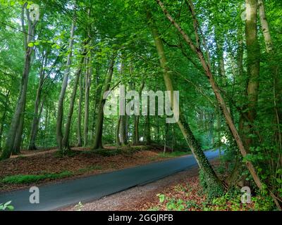 Buchenwald bei Sudenfeld bei Hagen ATW, Teutoburger Wald, Osnabrücker Land, Niedersachsen, Deutschland Stockfoto