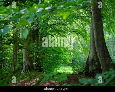 Buchenwald bei Sudenfeld bei Hagen ATW, Teutoburger Wald, Osnabrücker Land, Niedersachsen, Deutschland Stockfoto