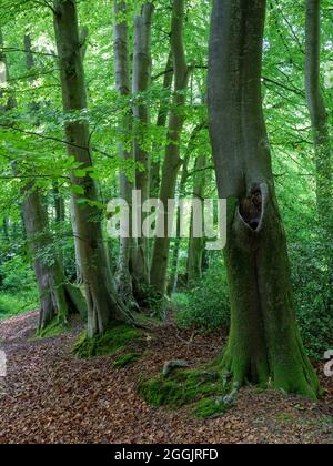 Buchenwald bei Sudenfeld bei Hagen ATW, Teutoburger Wald, Osnabrücker Land, Niedersachsen, Deutschland Stockfoto