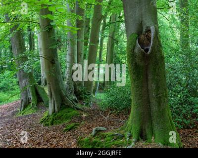 Buchenwald bei Sudenfeld bei Hagen ATW, Teutoburger Wald, Osnabrücker Land, Niedersachsen, Deutschland Stockfoto