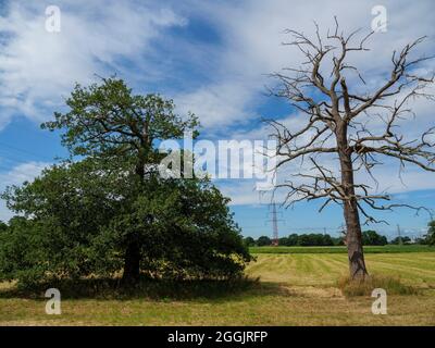 Totbaum- und Hochspannungsleitungen, Hasetal bei Natbergen, Osnabrück, Osnabrücker Land, Niedersachsen, Deutschland Stockfoto