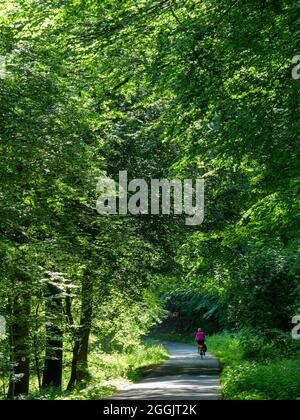 Großer Freier Naturwald, Teutoburger Wald bei Hilter, Osnabrücker Land, Niedersachsen, Deutschland Stockfoto