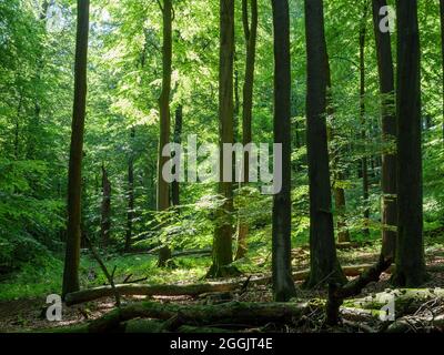 Großer Freier Naturwald, Teutoburger Wald bei Hilter, Osnabrücker Land, Niedersachsen, Deutschland Stockfoto