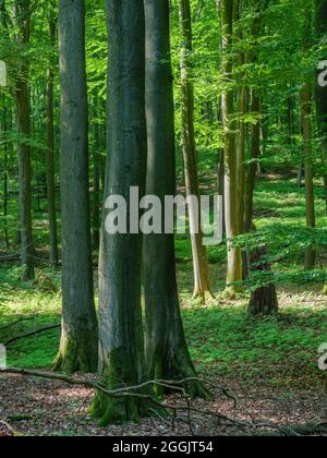 Großer Freier Naturwald, Teutoburger Wald bei Hilter, Osnabrücker Land, Niedersachsen, Deutschland Stockfoto