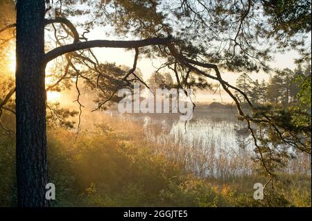 Flussszenen zwischen Wäldern und Nebel an einem bunten Herbstmorgen. Stockfoto