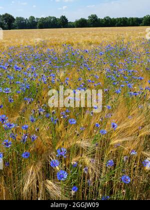 Kornblumen im Getreidefeld bei Glandorf, Osnabrücker Land, Niedersachsen, Deutschland Stockfoto