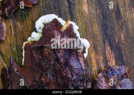 Hintergrundbild aus der Natur, Baumstamm mit Pilz überwuchert, Holzhintergrund, verwittert Stockfoto