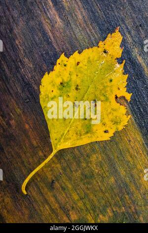 Herbstblatt, Holzhintergrund, verwittert, Waldstillleben Stockfoto
