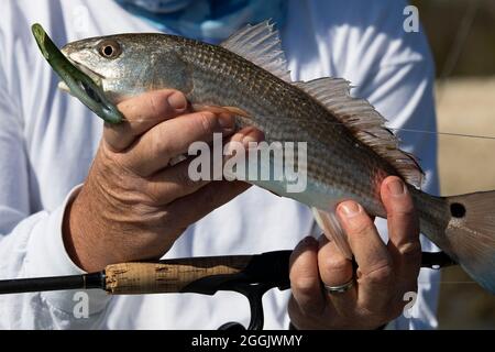 Angeln auf Rotbarsch auf Isle of Palms, South Carolina. Stockfoto