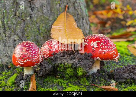 Fliegenpilz in den herbstlichen Wald Stockfoto