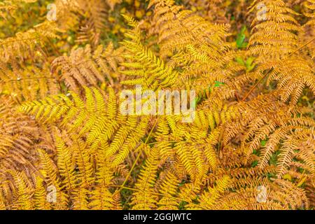 Farnblätter in Herbstfarben, Hintergrundbild, Nahaufnahme Stockfoto