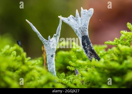 Kerzensnapfpilz, Xylaria hypoxylon, Nahaufnahme Stockfoto