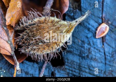 Leere Beechnutschalen auf dem Waldboden Stockfoto