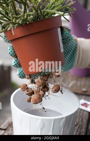 Frauenhände, die Zimmerpflanzen auf dem Balkon umtopfen, Nahaufnahme von Pflanzen, Erde und bunte Gartenhandschuhe Stockfoto