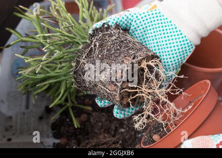 Frauenhände, die Zimmerpflanzen auf dem Balkon umtopfen, Nahaufnahme von Pflanzen, Erde und bunte Gartenhandschuhe Stockfoto