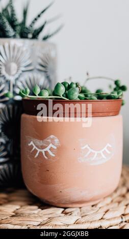 Verschiedene Zimmerpflanzen in verschiedenen Töpfen und Körben / calathea, monkeymonstera, efeuutute, Erbsenpflanze, pilea, Kaktus, Sukkulente Stockfoto