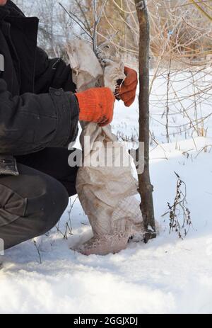 Gärtner schützt Obstbäume vor Tierschäden. Obstbäume im Winter schützen. Dämmung von Bäumen im Winter. Stockfoto