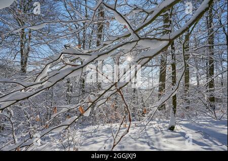 Winter, Wald, Eiche, Laubwald, Sonnenaufgang, Morning, Rohrbrunn, Spessart, Bayern, Deutschland Stockfoto