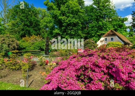 Rhododendron und Azalea Park Kromlau Stockfoto