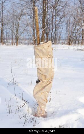 Vermeidung von Winterschäden an Bäumen. Schutz von Obstbäumen vor Tierschäden. Obstbäume im Winter schützen. Dämmung von Bäumen im Winter. Stockfoto