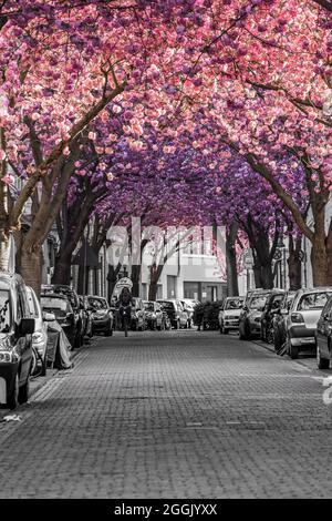 Kirschblüte in Bonn. Stockfoto