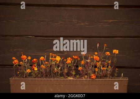 Ringelblumen an der dunkelbraunen Blockwand Stockfoto