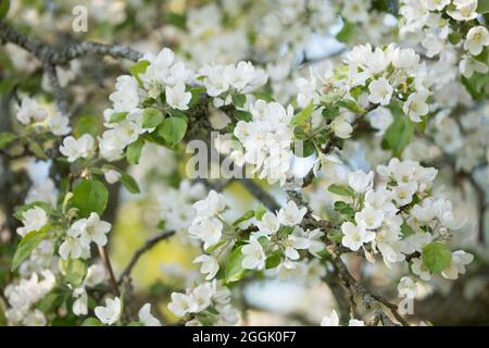 Nahaufnahme von Ästen des Apfelbaums mit Blumen, weißer Blüte, Frühling, schöner Hintergrund Stockfoto