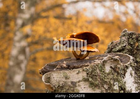 Pilze wachsen auf einem Birkenstumpf, verschwommener Natur Hintergrund Stockfoto