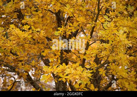 Eiche in herbstlichen Farben, Herbstszene Stockfoto