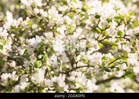 Äste von Apfelbaum mit Blumen, weiße Blüte, Frühling, schöner Hintergrund Stockfoto