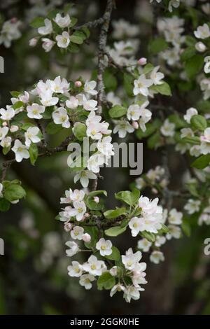 Äste von Apfelbaum mit weißen Blüten, Blüte, Frühling, schöner Hintergrund Stockfoto