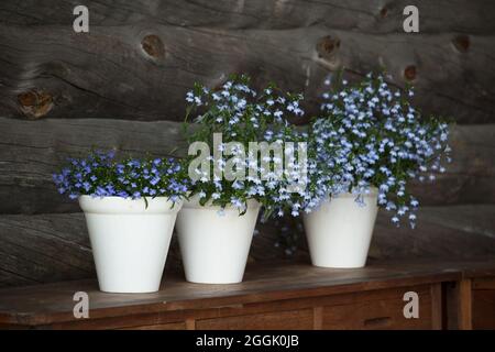 Lobelia, blaue Blumen, drei weiße Blumentöpfe, dunkler Holzwandhintergrund Stockfoto