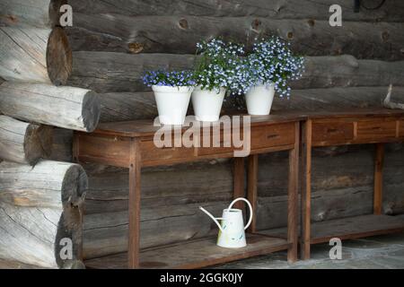 Lobelia, blaue Blumen, drei weiße Blumentöpfe, Sommervilla-Terrasse, graue Blockwand, Finnland Stockfoto