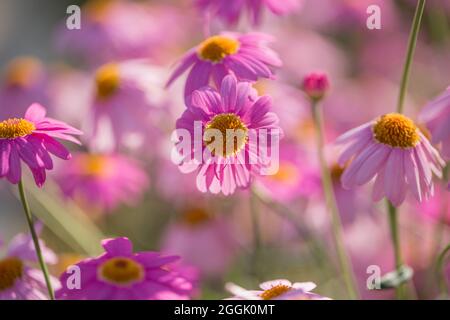 Rosa Marguerite Daisy (Argyranthemum frutescens), verschwommener floraler Hintergrund Stockfoto