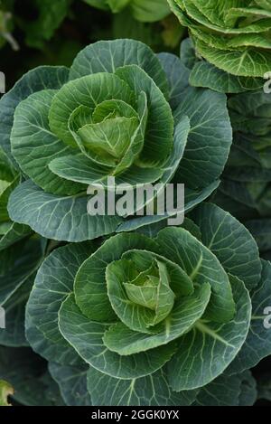 Agrarindustrie. Kohlkopf im Garten aus der Nähe. Stockfoto