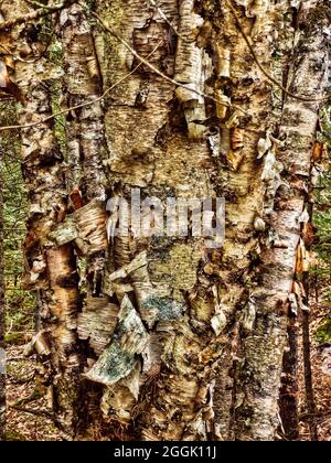 Wunderschöne schälende Birke in Maine, USA Rinde Detail, solider Hintergrund, sehr detailliert. Fester Rahmen von Mustern, sehr hypnotisch Stockfoto