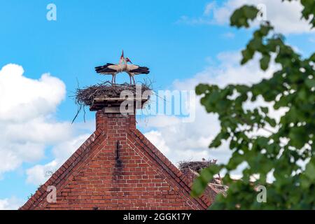 Storchenpaar steht auf einem Nest, Dachrücken im Storchendorf Rühstädt, Brandenburg, Deutschland Stockfoto