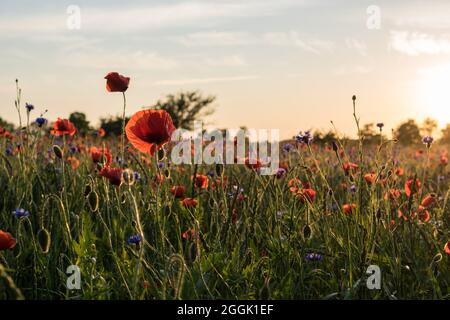 Leuchtend rote Mohnblumen auf einem Wildblumenfeld in Wisch, Deutschland. Stockfoto