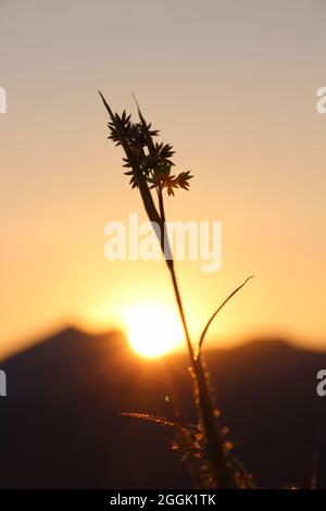 Gras, Gräser im letzten Sonnenlicht - Sonnenuntergang mit Silhouette im Hintergrund vor der untergehenden Sonne bei einer abendlichen Bergwanderung, Krün, Isartal, Oberbayern, Bayern, Deutschland, Europa Stockfoto