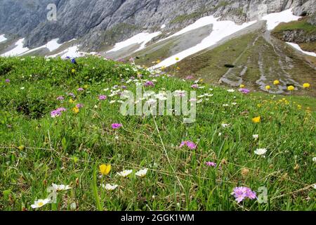 Alpenblumenwiese im Karwendelgebirge, Mehlkerze (Primula farinosa) oder mehliger Kuhstachel, Globenblume (Trollius europaeus), Weißsilberarum, (Dryas octopetala), Clusius gentian (Gentiana clusii), Tirol, Österreich, Karwendel, Bergkette im Hintergrund Stockfoto