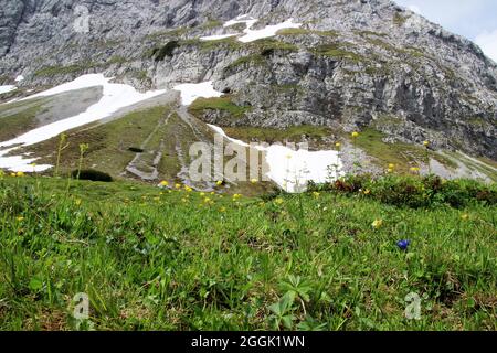 Globenblume (Trollius europaeus) im Tiroler Karwendelgebirge, Tirol, Österreich, Karwendel, Bergkette im Hintergrund Stockfoto